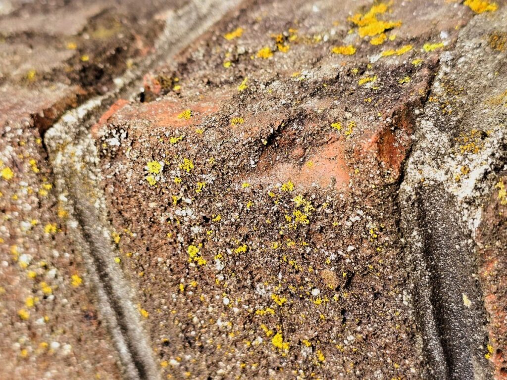 Algae and lichen on a brick