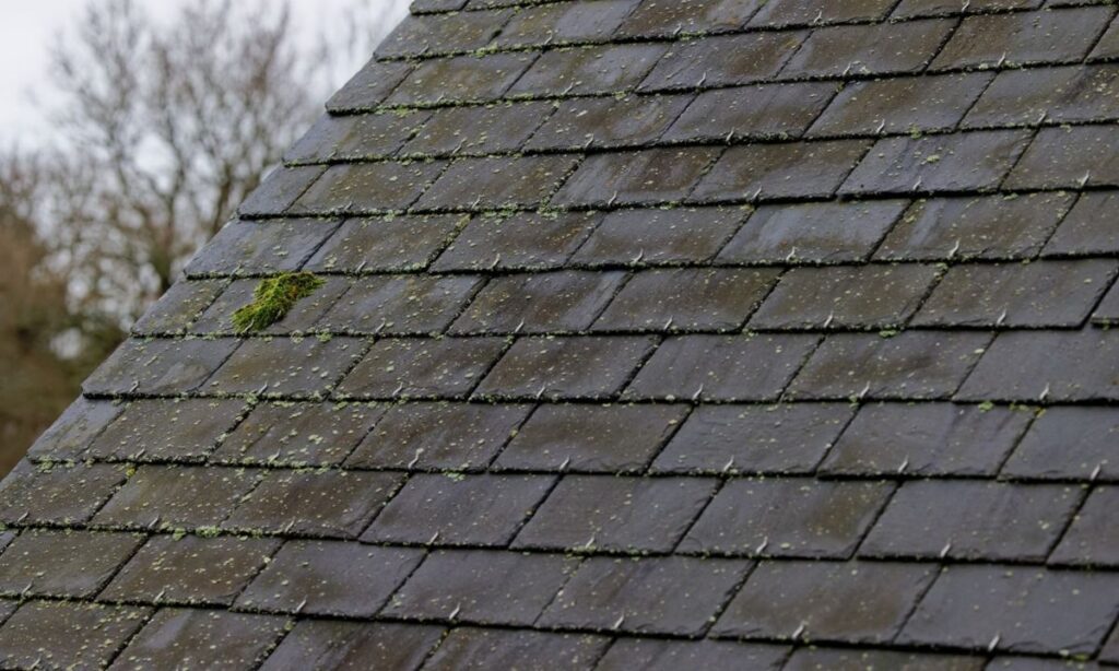 Slate roof in Fort Wayne with moss growth